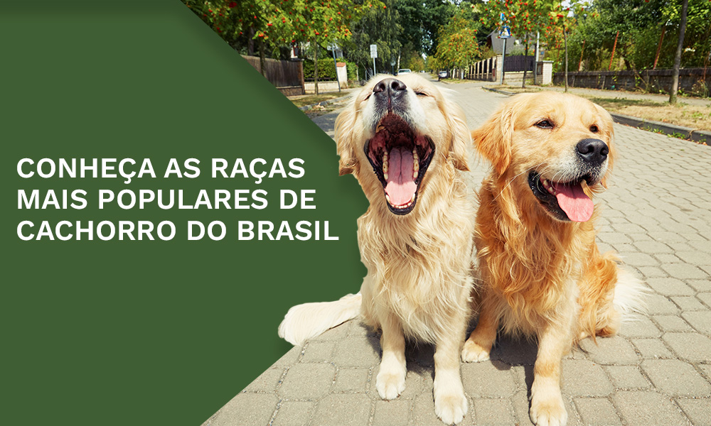 Conheça as raças de cachorro mais populares do Brasil Soma