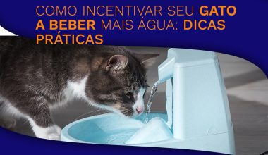 Como Incentivar Seu Gato a Beber Mais Água