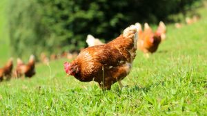 A Importância do prebiótico e probiótico na nutrição das aves 