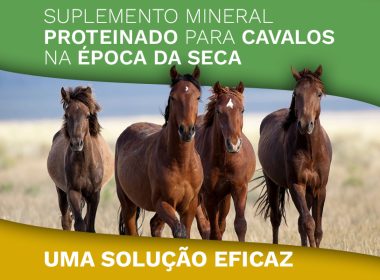 Suplemento Mineral Proteinado para Cavalos na Época da Seca: Uma Solução Eficaz