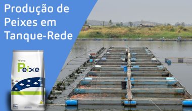 Produção de Peixes em Tanque-Rede: Vantagens, Nutrição e Saúde na Aquicultura Moderna