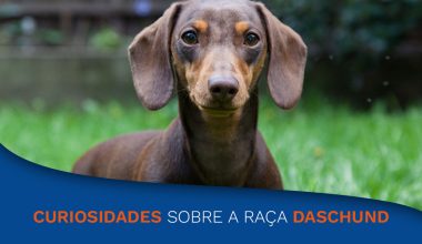 Curiosidades sobre a raça Daschund o “salsicha”.