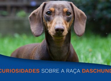 Curiosidades sobre a raça Daschund o “salsicha”.